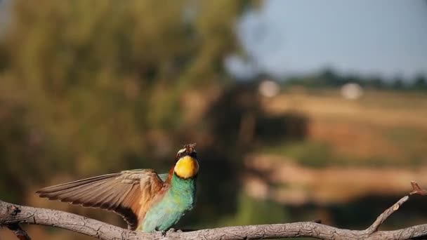 Beautiful wild bird bee-eater fighting the wind — Stock Video