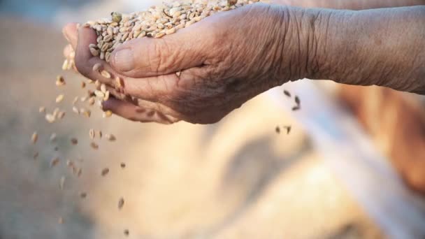 Großmütter Hände sieben reifen Weizen — Stockvideo