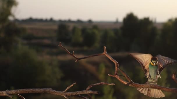 Gün batımında güzel kuş yiyici Bir dala otur — Stok video