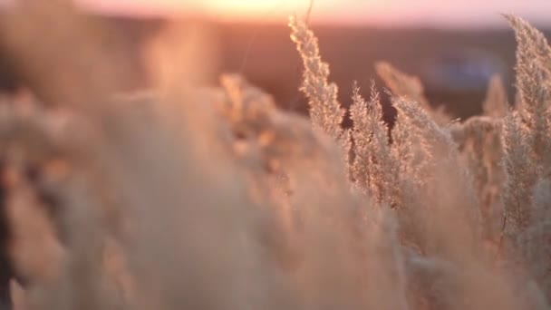 Gyönyörű fű ringatózik naplementekor — Stock videók