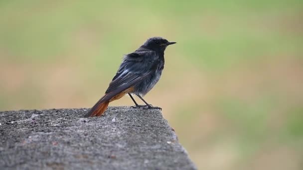 Redstart assis sur une pierre — Video