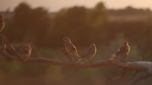 Mussen bij zonsondergang vlogen naar de tak — Stockvideo