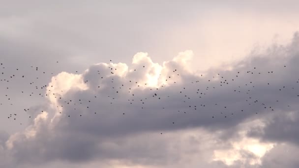 Starlings slow motion fly in the sunset sky — Stock Video