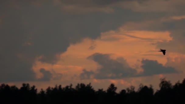 Проглотить медленное движение летит по вечернему небу — стоковое видео