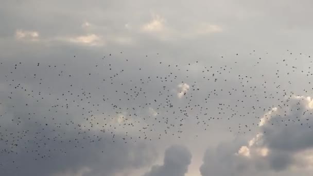 Tusentals fåglar flyger över vårhimlen — Stockvideo