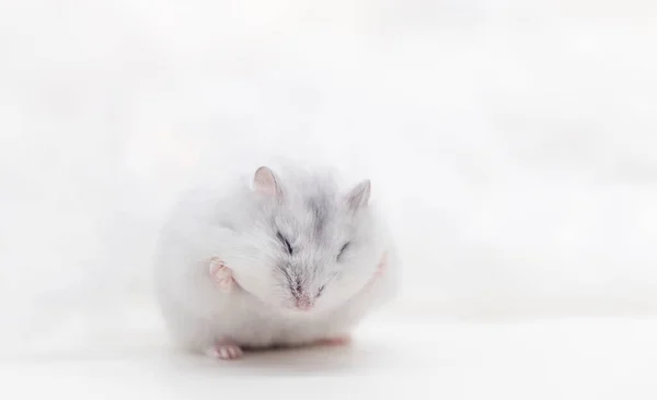 Bonito hamster branco segura bochechas cheias com patas — Fotografia de Stock