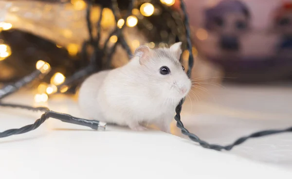 Hamster entre guirlandas de férias brilhantes — Fotografia de Stock