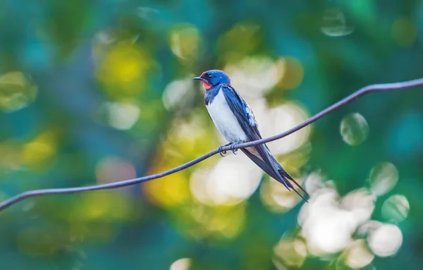 Bellissimo uccello seduto su un filo — Foto Stock