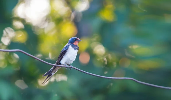 Beautiful bird swallow sitting on a wire — Stock Photo, Image