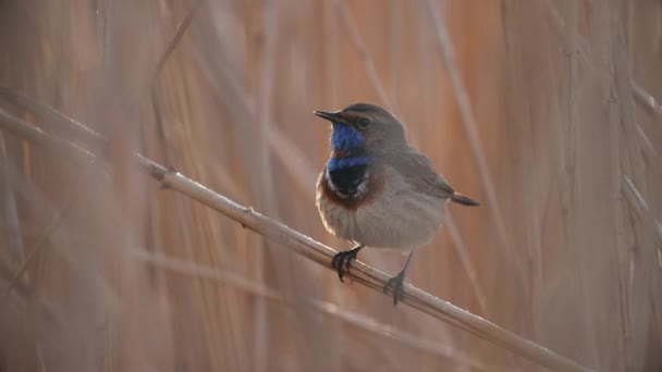 Vogel singt und der Dampf steigt aus seinem Schnabel — Stockvideo