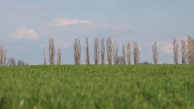 bahar manzarası yeşil tarla ve mavi gökyüzü