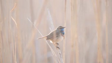 Bluethroat dondurucu bir sabahta güzel şarkı söylüyor.