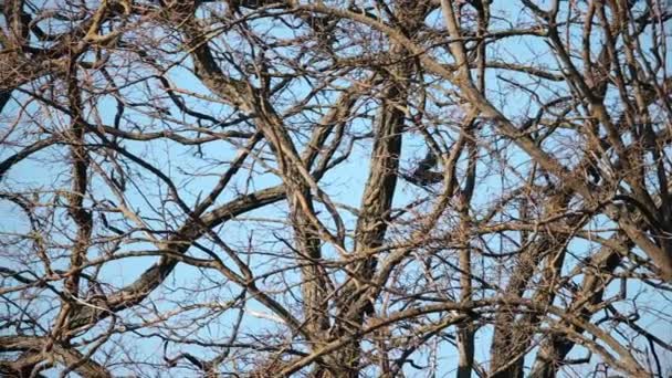 Colomba vola con un ramo per un nido nel becco — Video Stock