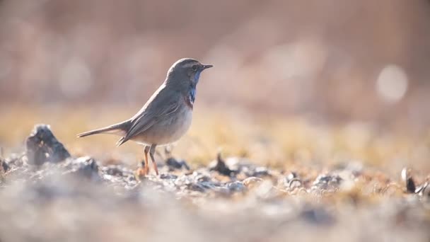 Liten fågel står rakt och flyr skarpt — Stockvideo