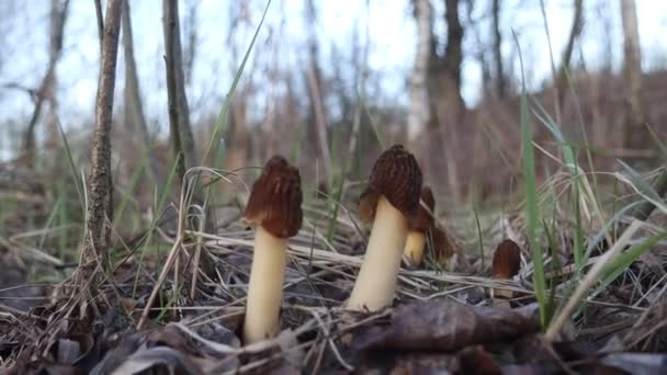 Весняні гриби морель в лісі — стокове відео