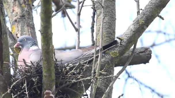 Skogsduva som sitter på boet — Stockvideo