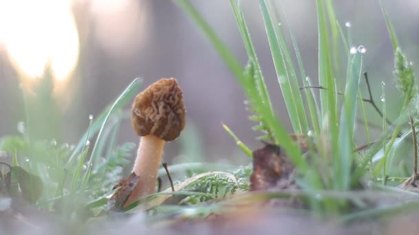 Morel při východu slunce mezi trávou a rosou — Stock video