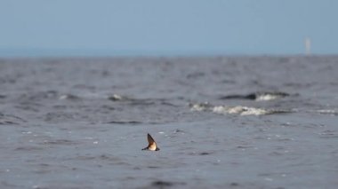 Ahır ağır çekim yutar dalgalar üzerinde uçar ve su içer.