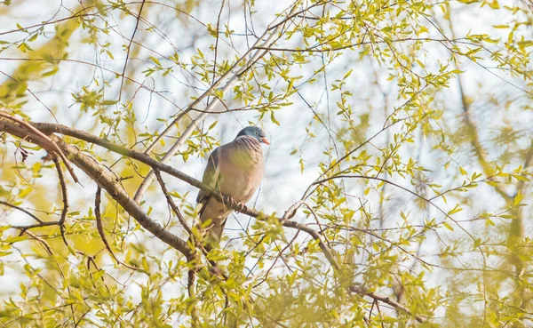 Bahar yeşillikleri arasında orman güvercini — Stok fotoğraf