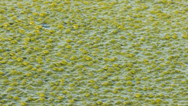 yeşil kabarcıklar su yüzeyinde