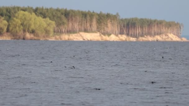 Zwaluwen keren terug na de overwintering die over het water vliegt — Stockvideo