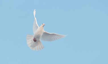 Mavi gökyüzünde uçan kutsal beyaz güvercin