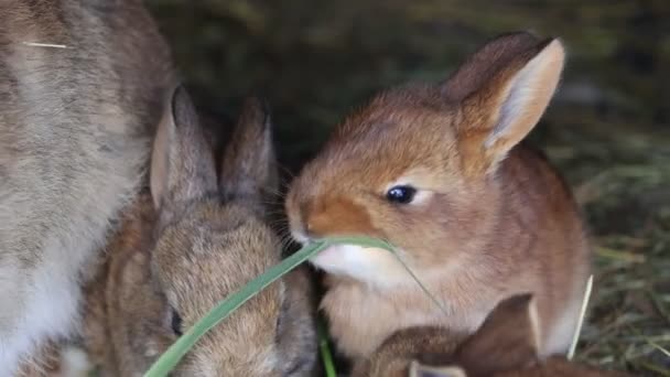 Kleine süße Kaninchen fressen ihr erstes Gras — Stockvideo