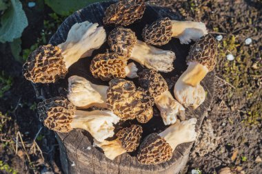 İlkbahar nadir bulunan lezzetli mantarları getirir.