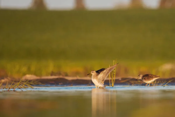 Bécasseau sur le lac battements ses ailes — Photo