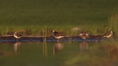 Odun hırsızları sığ sularda dururken tüylerini soyuyorlar.