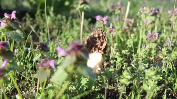 Spugnole tra bella vegetazione primaverile — Video Stock