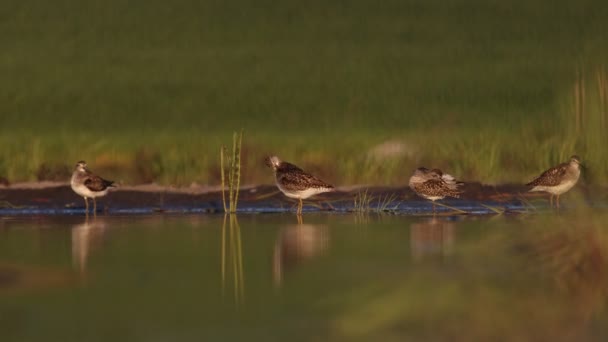 Flautistas de madera pelando plumas mientras están de pie en aguas poco profundas — Vídeo de stock