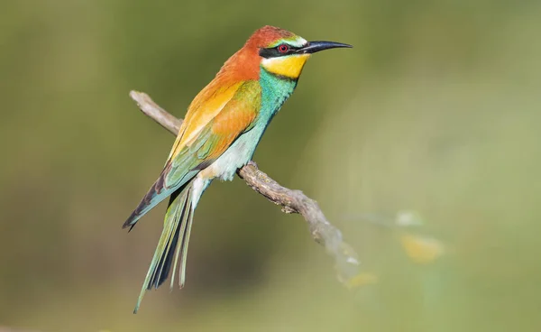 Paradiesvogel in schönem Grün an einem Frühlingsmorgen — Stockfoto