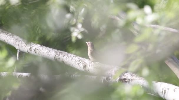 Uccello canta in un luogo selvaggio deserto — Video Stock