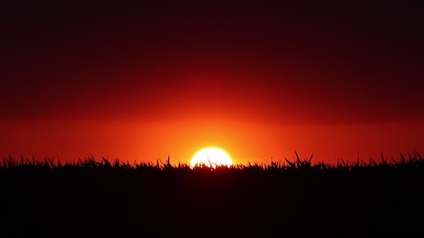 Sylwetka trawy kołyszącej się o zachodzie słońca — Wideo stockowe