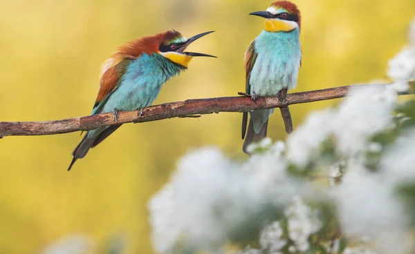 Aves del paraíso entre la belleza de primavera —  Fotos de Stock