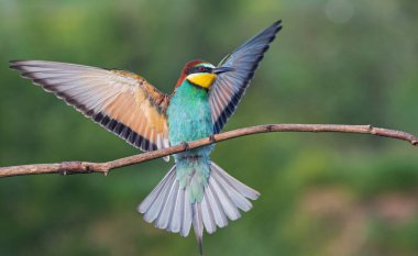 Kanatlarını çırpan güzel kuş bir dala oturur.