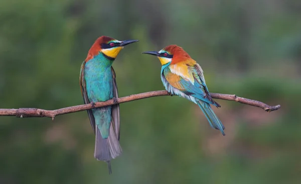 Par de hermosas aves del paraíso —  Fotos de Stock