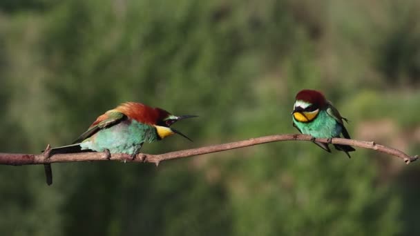 Két madár elrendezi a dolgokat. — Stock videók