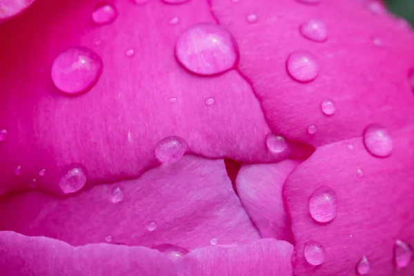 Flor rosa y gotas de rocío sobre ella — Foto de Stock