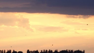 Kuşlar güzel bir günbatımının arka planında uçar.