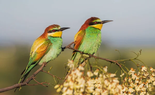 Piękna para rajskich ptaków na kwitnącej gałęzi — Zdjęcie stockowe