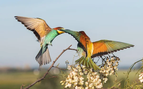 Птахи раю в польоті — стокове фото
