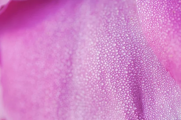 Delicada flor con hermosas gotas de rocío — Foto de Stock