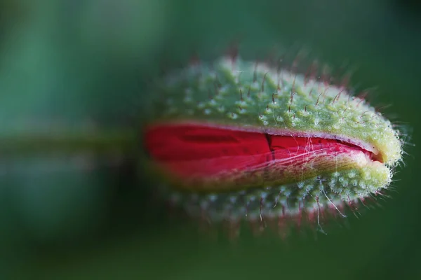 Ontluikende rode papaver bloem — Stockfoto