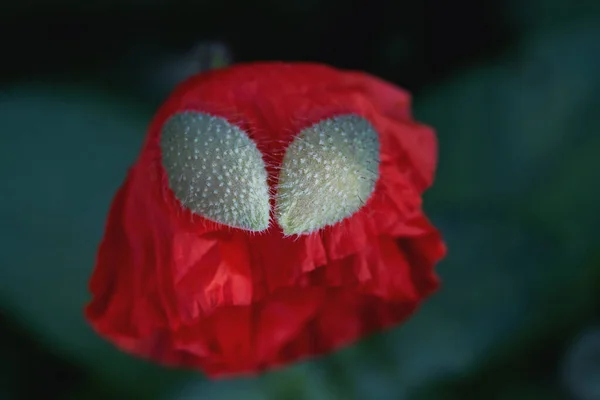 Dos mitades yacen sobre una flor roja — Foto de Stock