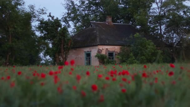 Verlaten oud huis midden in het veld met rode klaprozen — Stockvideo