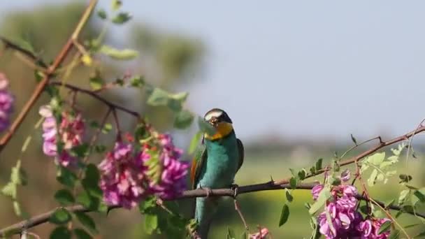 Verlaten oud huis midden in het veld met rode klaprozen — Stockvideo