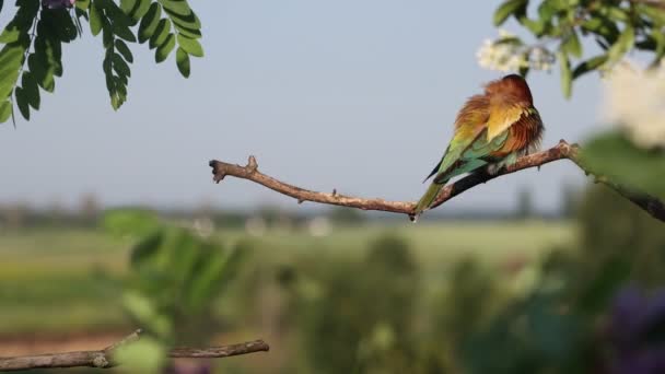 Apareamiento cortejo de aves del paraíso — Vídeo de stock