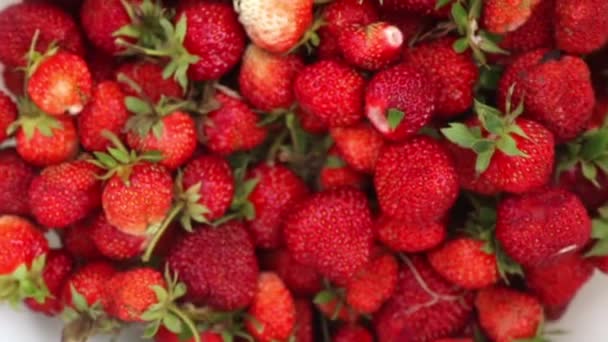 Aardbeien geoogst in uw tuin — Stockvideo